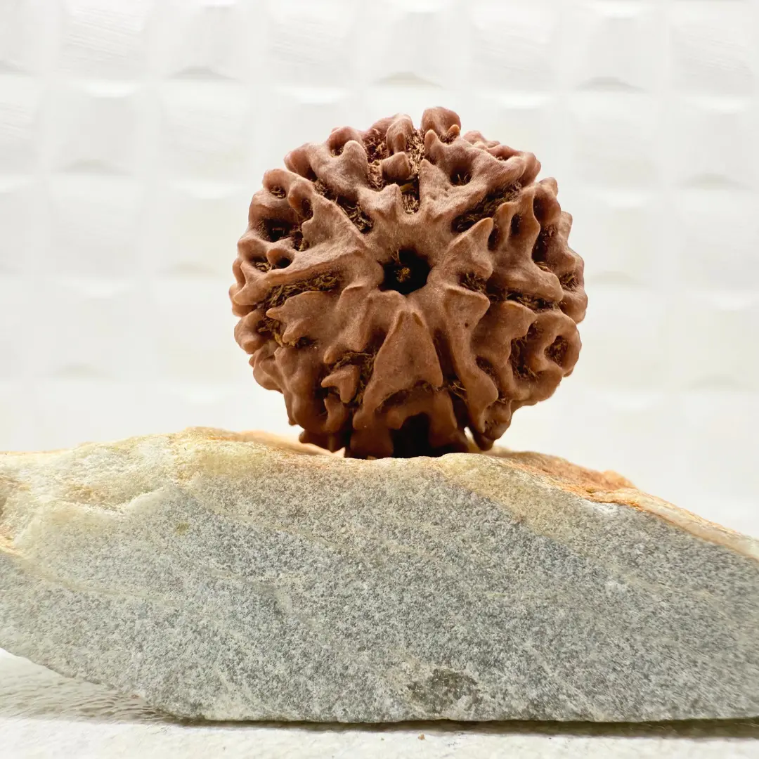 Natural 7 Mukhi Rudraksha- Nepal Origin - Image 5